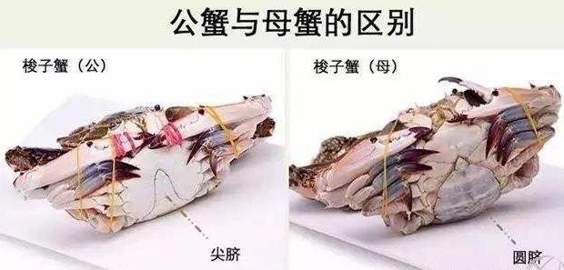 梭子蟹的选购技巧