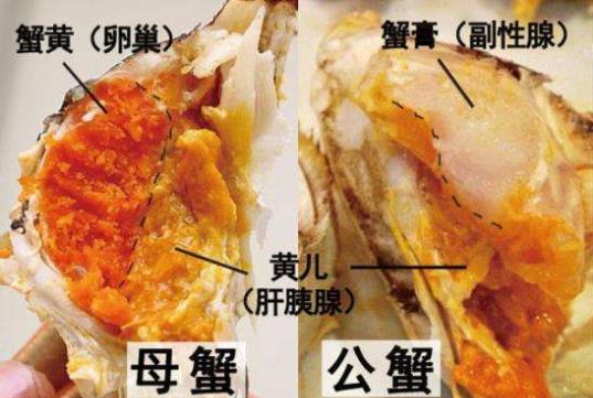 海蟹什么时候最肥蟹膏蟹黄多？海蟹死了还能吃吗？冷冻海蟹能吃吗？